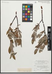 Foto von Salix glaucosericea Flod.